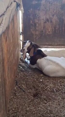 Two goats are lying down on a dirt floor inside a wooden structure. The goat in the foreground is white with brown markings on its head and back. It is lying on its side, facing left. The second goat, mostly obscured, is behind the first and also lying down. A chicken is standing to the right of the goats, facing towards the left. The structure appears to be a barn or shed, with wooden walls and a partially open doorway. The floor is covered in straw and dirt. Light streams in from the left side of the frame.
