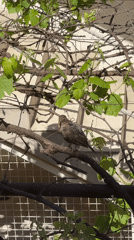 Morning life captured across Zagreb: birds, pets, breakfast, selfies