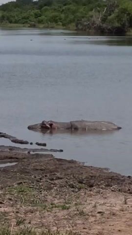 The video shows a hippopotamus submerged in a body of water near a muddy shoreline. The hippo's head and back are visible above the water's surface. The background includes a dense green treeline. The environment appears to be a natural setting, possibly a lake or river within a wildlife reserve. The video suggests a tranquil observation of the animal in its natural habitat.