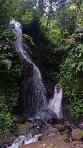 The video shows a waterfall flowing over rocks in a lush, green forest.  The waterfall has two distinct flows, one larger and one smaller. The surrounding vegetation is dense, with various types of plants and trees. The rocks at the base of the waterfall are wet and covered in moss.