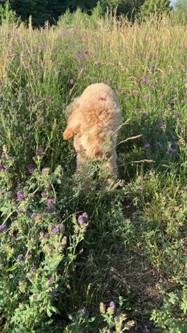 A light brown, fluffy dog with a red harness is walking through tall green grass and purple flowers. The dog's tail is curled upwards. The dog appears to be sniffing the ground. The background is blurred green foliage and some dry grass. The scene is outdoors on a sunny day.