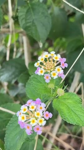 A close-up shot focuses on two clusters of small, vibrant flowers, one above the other, against a backdrop of blurred green leaves and thin, dry stems. The flowers themselves are a mixture of colors: white petals surround yellow centers, with occasional pink and purple accents. A tiny insect, possibly a fly or a gnat, is visible resting on the upper flower cluster. The overall impression is one of nature's intricate details, with the shallow depth of field drawing the viewer's attention to the delicate blossoms and their tiny visitor.