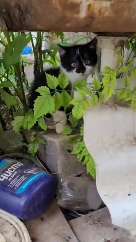 A black and white kitten peeks out from behind green leaves. The kitten is sitting on a concrete block surrounded by debris, including a blue plastic bottle and a clear plastic bag. The background is blurred, but appears to be an outdoor setting with greenery and possibly a rusty metal structure overhead. The kitten's eyes are wide and alert, and it seems to be looking directly at the camera.
