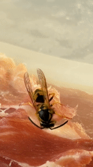 Wasps help themselves to prosciutto at a Makarska table