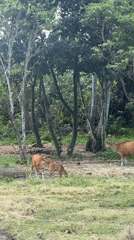 Cattle, coastline, and a quiet morning in Blahbatuh