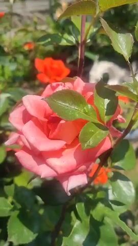 The video shows a close-up view of a rose bush with several pink and orange roses in bloom. The camera is focused on a large pink rose in the foreground, with other roses and green leaves visible in the background. Sunlight filters through the leaves, creating a dappled effect. Some of the roses appear to be in full bloom, while others are still developing. The overall impression is one of a vibrant and healthy rose garden.