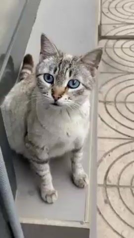 The video shows a cat with light gray fur and dark gray stripes. It has striking blue eyes. The cat is perched on a gray surface, possibly a ledge or windowsill. It looks directly at the camera, occasionally turning its head slightly. The background includes a white or light-colored wall or object and a tiled surface with a geometric pattern. There is muffled indistinct speech in the background, but there are no visible human figures. The camera appears to be hand-held and moves slightly, focusing closely on the cat.