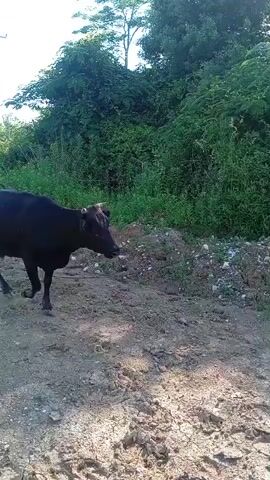 A dark-colored cow walks along a dirt path beside a lush green hillside. The cow has short, curved horns and is walking from left to right across the frame. The ground is dry and cracked in places, with some small rocks and debris scattered around. Behind the cow, the hillside is densely covered with trees and foliage. In the background, a power line pole with several wires stretches across the clear blue sky. The sun appears to be shining, casting shadows on the ground.