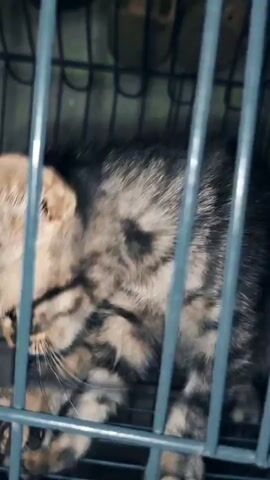 The video shows a tabby cat in a cage. The cat is mostly out of focus, but appears to be lying down. The cage is made of metal bars and has a grate floor. The background is dark and blurry.