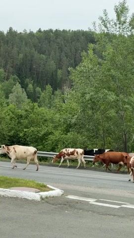 A group of at least six cows is seen walking across a paved road from left to right. The cows vary in color, including white with brown patches, solid brown, and one black cow visible further back. To the left of the road, there is a white curb and a pole with a red and white inverted triangle "Yield" sign. On the right side of the road, a metal guardrail separates the road from a dense forest that covers a hillside in the background. The sky appears overcast, indicating a cloudy day. The scene suggests a rural setting in Усмангали, Russia.