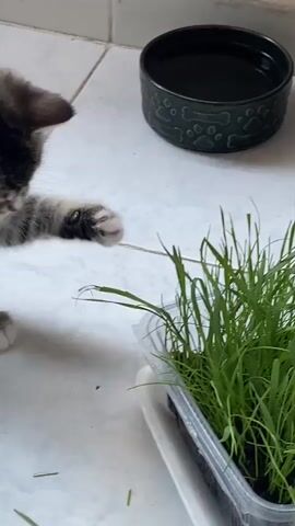 The video shows three kittens gathered around a container of fresh green grass. One kitten, a tabby, is reaching out with its paw, batting at the grass. A white kitten is also present, looking towards the grass. An orange and white kitten is standing in the background near a dark water bowl with a bone pattern. The floor appears to be tiled.
