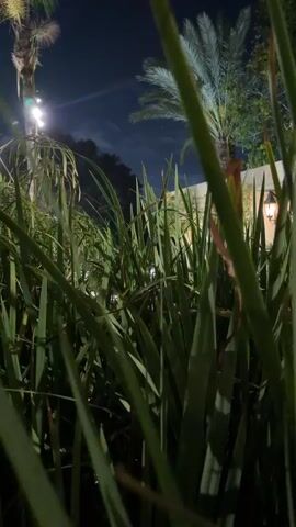 The video shows an outdoor night scene, predominantly featuring tall, green, grassy plants in the foreground. In the background, palm trees are visible against a dark night sky, with artificial string lights glowing on the left side. A building or house with an illuminated window or lamp can be seen further in the background. The camera moves slightly, panning across the dense foliage of the foreground plants. No people are visible. A distinct croaking sound, likely from a frog or toad, is heard throughout the video. The setting appears to be a garden or landscaped area in Nir Eliyahu, Israel.