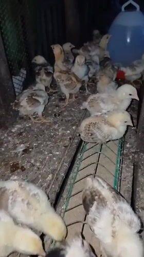 Home life in rural Indonesia: kittens, chicks, and late-night laptop work