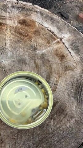An ant is walking along the rim of an open can of corn. The can is sitting on a rough, textured surface, possibly a tree stump. The corn is visible in the liquid inside the can. The ant moves from right to left.