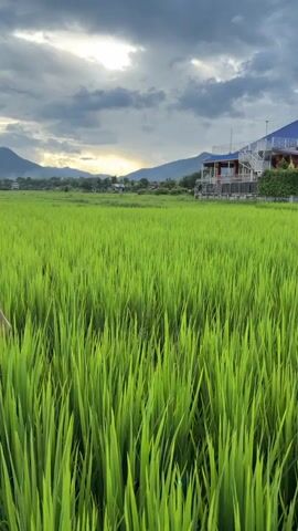 The video shows a wide shot of a lush green rice field under a cloudy sky. In the background, mountains are visible, and a building with multiple levels and a blue roof is situated to the right of the frame. The sun is setting, casting a warm glow through the clouds. The foreground is dominated by the tall stalks of rice, creating a sense of depth. A person's hand and arm are visible on the far left of the frame, reaching into the rice field. The overall atmosphere is peaceful and serene, with a hint of drama from the stormy-looking clouds.