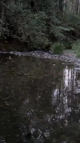 A shallow, rocky stream flows through a dense forest. The water is clear, allowing the multicolored pebbles on the streambed to be visible. The banks of the stream are lined with lush green foliage, and tall trees with rough bark create a natural canopy overhead. The sunlight filters through the leaves, casting dappled shadows on the water and the surrounding vegetation. The scene is peaceful and serene, evoking a sense of natural beauty and tranquility.