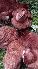 Chickens, apples, and wildflowers in a Vereya backyard