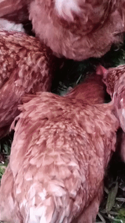Chickens, apples, and wildflowers in a Vereya backyard