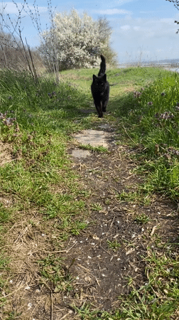 Black cat strolls past empty swing bench in Burgas