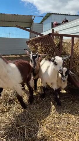 The video shows three goats and two people in an outdoor enclosure. The ground is covered with dry hay. In the foreground, two goat kids are standing. One kid is predominantly white with black markings on its face, ears, and legs, and has small horns. The other kid is mottled brown and black with white patches and also has small horns. A third goat, partially visible on the right, is white and brown.

In the background, there is a large metal hay feeder filled with hay. Behind the feeder, two people are visible, observing the goats from what appears to be an elevated position or behind a fence. One person, a woman wearing sunglasses, is clearly visible. The other, a man, is partially seen next to her.

The white and black goat kid turns its head and looks towards the hay feeder, while the mottled brown and black kid walks towards the feeder. The weather appears sunny with a blue sky and some white clouds. The scene suggests a farm or animal sanctuary setting. There is no visible text.