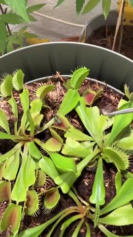 In a close-up shot, a Venus flytrap plant is showcased within a gray planter. The plant features numerous green traps, some displaying vibrant red interiors. A silver pair of tweezers is delicately positioned to introduce a small, iridescent green fly into one of the open traps. The fly appears to be struggling within the trap's grasp. Surrounding the Venus flytrap are other green plants, one with broad leaves suggestive of a cannabis plant, and the soil is a dark, rich brown. The lighting suggests an indoor setting, possibly with natural light, and no specific time of day or weather conditions are discernible. The overall scene focuses on the carnivorous nature of the Venus flytrap and the process of it capturing prey. There is no visible text in the media file.