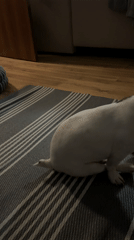 Quiet evening at home with dog, movies, and toys