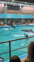 Marine mammal show entertains crowds at Gelendzhik dolphinarium