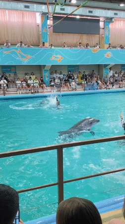 Marine mammal show entertains crowds at Gelendzhik dolphinarium