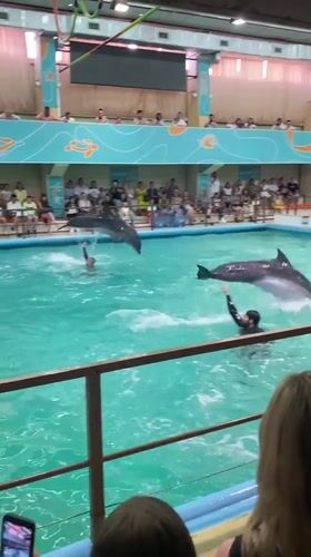 Marine mammal show entertains crowds at Gelendzhik dolphinarium