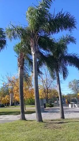 The scene is set in a park on a clear, sunny day. The sky is a bright blue. In the foreground, there are three tall palm trees with straight, gray trunks and green fronds at the top. The leaves of the trees are rustling slightly, suggesting a gentle breeze. Behind the palm trees, there are other trees with yellow and orange leaves, indicating it may be autumn. In the background, there is a paved area with some benches and what appears to be playground equipment. The grass in the foreground is green and well-maintained.