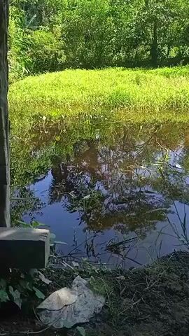 The video captures a tranquil, natural scene of a body of water surrounded by lush greenery. The water, likely a pond or slow-moving stream, reflects the bright green vegetation and the clear blue sky, creating a mirror-like effect. Tall, verdant trees form a dense backdrop, their leaves creating a canopy of shade and color. The foreground shows a muddy bank with some scattered rocks and debris, suggesting a natural, untamed environment. The sunlight streams through the leaves, casting dappled shadows on the water and the surrounding plants, adding to the serene and peaceful atmosphere of the location.