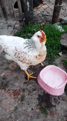 Village cats and chickens share morning garden time in Ukraine