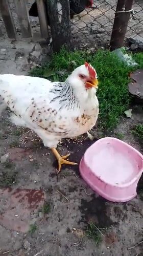 Village cats and chickens share morning garden time in Ukraine