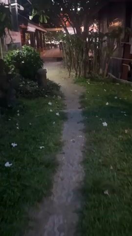 The video shows a path leading toward a building. The path is surrounded by grass. White flowers are scattered across the path and grass. A tree with white flowers is above the path. The building is dimly lit and partially obscured by trees and bushes.