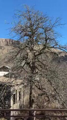 The video shows a barren tree in front of a stone building, with a mountain visible in the background against a blue sky. The tree has many branches but no leaves, suggesting it is winter or early spring. There are a few yellow fruits still hanging on the tree. The stone building behind the tree appears old and possibly abandoned. A wooden fence or railing is visible in the foreground. The camera zooms in and out slightly on the tree.
