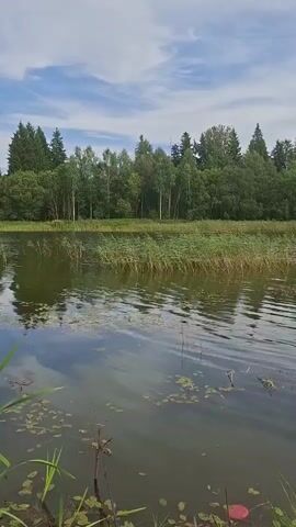 A calm lake reflects a cloudy sky and a lush green forest. Reeds grow along the shore, and lily pads float on the water's surface. A red object, possibly a frisbee, is visible in the lower right corner of the frame.