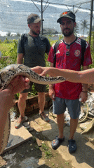 Man displays large python in Thoi Son, Vietnam