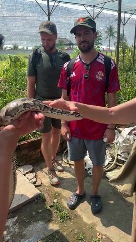 A person in an orange shirt holds a large snake with a patterned brown, black, and tan body. The snake's head is visible, and its tongue flicks out. Two men stand in the background, observing the snake and the person holding it. One man is wearing a green shirt and a cap, while the other is wearing a red jersey with a Vietnam hat. A woman is partially visible on the left side of the frame. The setting appears to be an outdoor area, possibly a garden or farm, with vegetation and sunlight visible. There is a partial awning overhead. The people are standing on a concrete or dirt surface.
