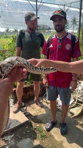 Man displays large python in Thoi Son, Vietnam