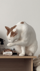 Cat grooming routine captured on wooden shelf in Vsevolozhsk