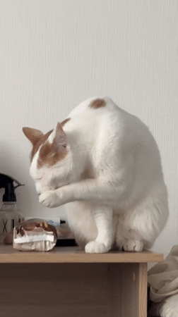 Cat grooming routine captured on wooden shelf in Vsevolozhsk