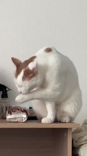 Cat grooming routine captured on wooden shelf in Vsevolozhsk