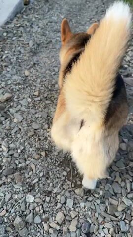 A close-up, high-angle shot shows the back of a small, fluffy, tricolor Pembroke Welsh Corgi with a fluffy, curled tail. The dog is walking on a leash across a gravel path. The gravel is light gray and brown. The dog's fur is black, white, and light brown.