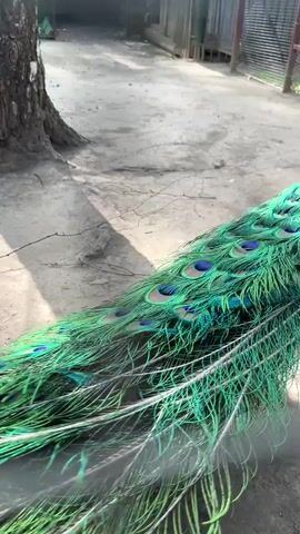 The video shows a male peacock with its tail feathers partially fanned out. The peacock is walking away from the camera in an outdoor enclosure. The ground is sandy dirt, and there is a tree trunk to the left of the frame. In the background, there is a metal fence and some vegetation. The sunlight casts shadows on the ground, indicating it is daytime.