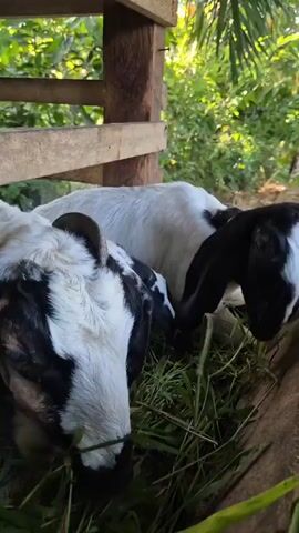 The video shows three young goats eating grass from a wooden trough. The goats have black and white markings. The environment appears to be outdoors, with greenery visible in the background. The goats are positioned close together, with two in the foreground and one slightly behind. The camera is focused on the goats as they eat.