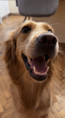 Golden retriever and New Balance sneaker, close-up in Varna