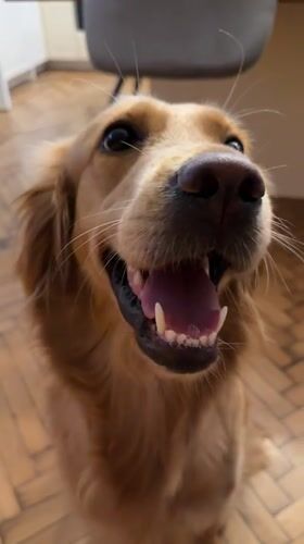 Golden retriever and New Balance sneaker, close-up in Varna