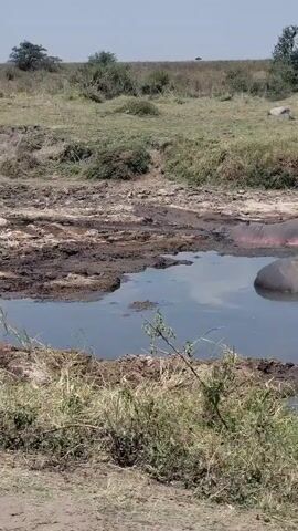 The video shows a pod of hippos partially submerged in a muddy pool of water. The animals are mostly stationary, with only slight movements visible. The surrounding environment is a dry, grassy plain with scattered trees. The sky is a clear blue.