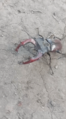 Stag beetle on cracked earth, red mandibles on full display