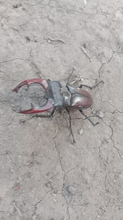 Stag beetle on cracked earth, red mandibles in close detail